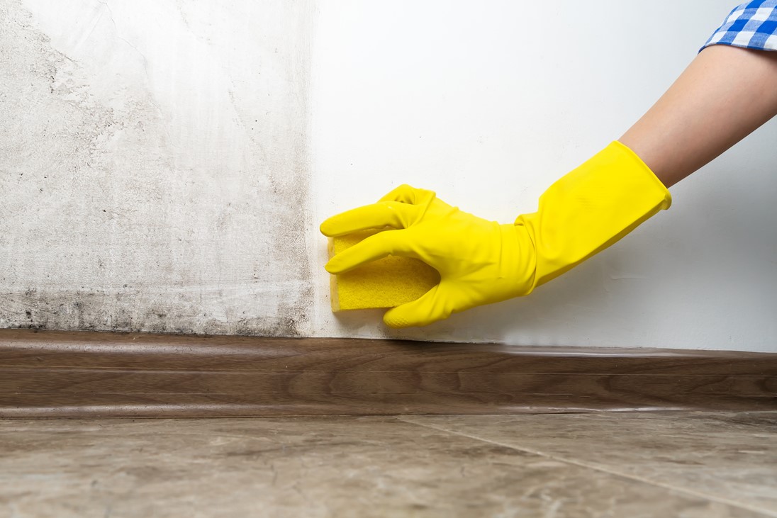 paint-direct-polycell-3-in-2-mould-killer